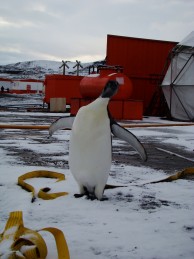 escudero-2011-antartic-research-group - 22