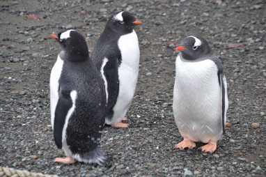 escudero-2014-antartic-research-group - 19